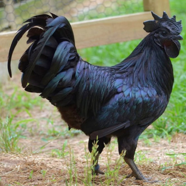 Gà H'mông giá sỉ 