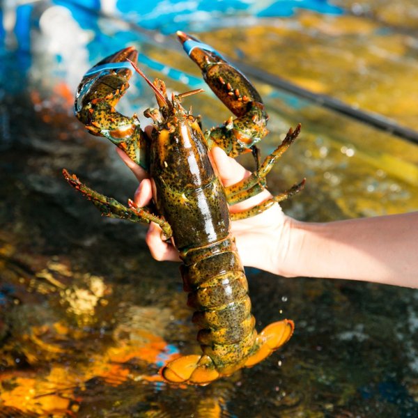 Tôm hùm Canada giá sỉ 