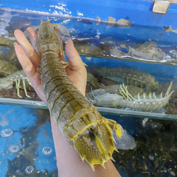 Tôm tích hấp chín loại 1