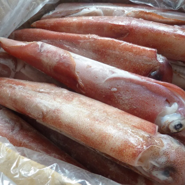 Mực ống giá sỉ