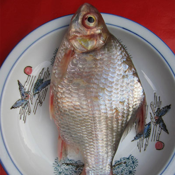 cá dảnh biển giá sỉ