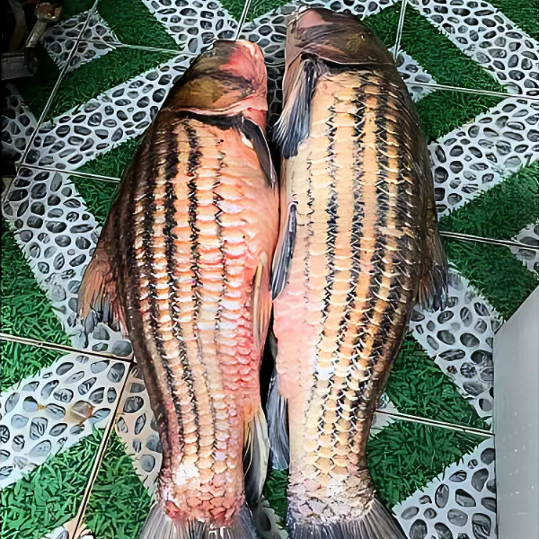 Cá trà sóc giá sỉ 