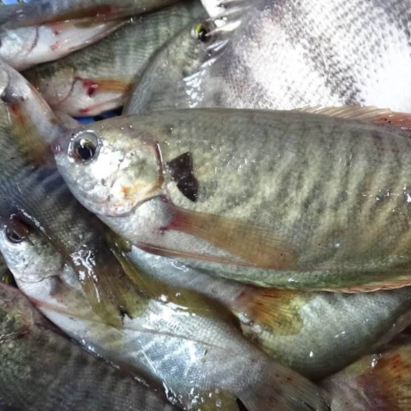 cá sặc giá sỉ