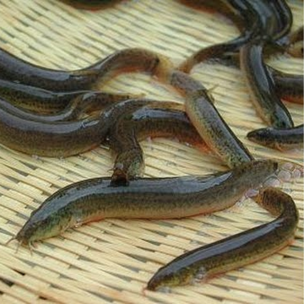 cá chạch quế giá sỉ