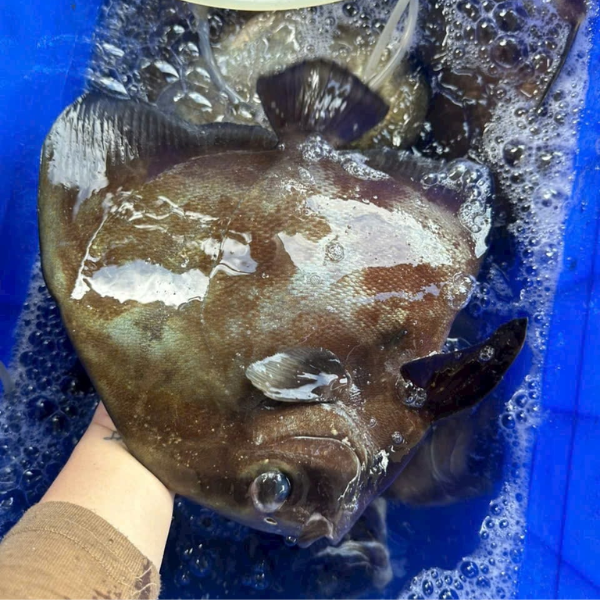 Cá tai bồ sống giá sỉ