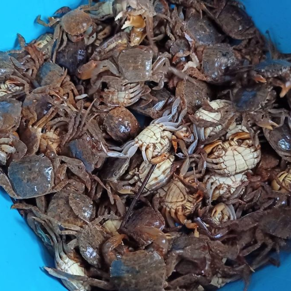 Con rạm sống loại 1 giá sỉ
